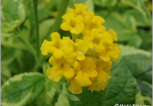 Longwood Gardens 057