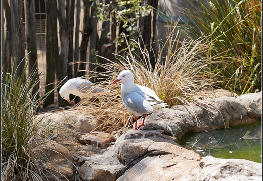 Featherdale Sydney Wildlife Park 035