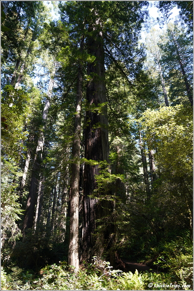 Day_2_-_California_Redwood_National_Park_72.jpg