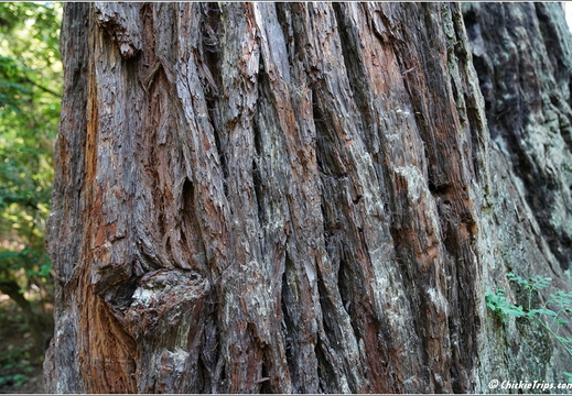 Day 2 - California Redwood National Park 79