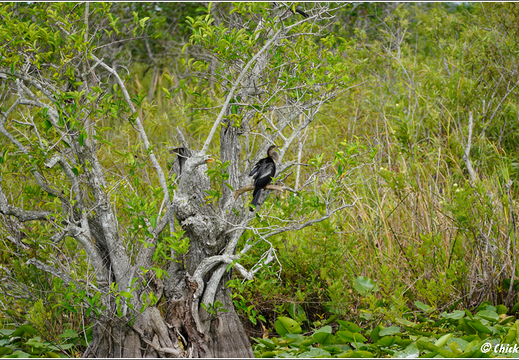 Florida - Everglades National Park 0024