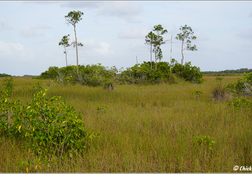 Florida - Everglades National Park 0068