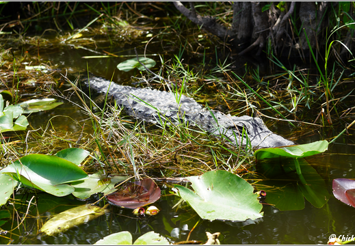 Florida - Everglades National Park 0093