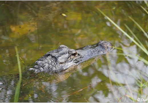 Florida - Everglades National Park 0102