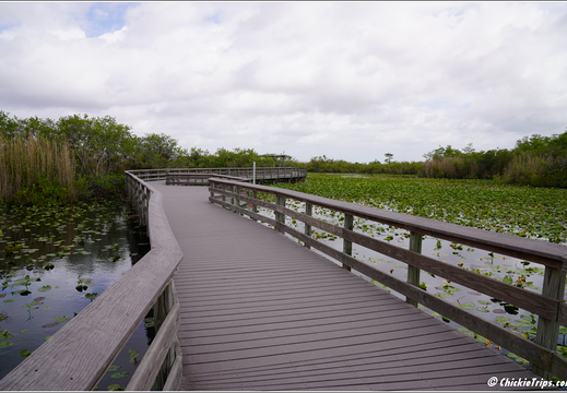 Florida - Everglades National Park 0202