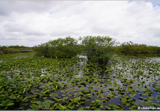 Florida - Everglades National Park 0209