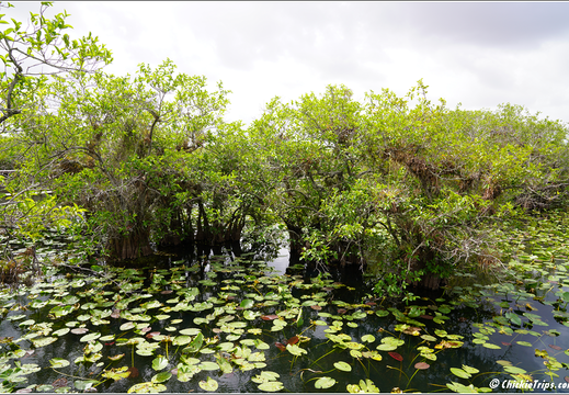 Florida - Everglades National Park 0212