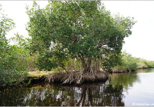 Florida - Everglades National Park 0259