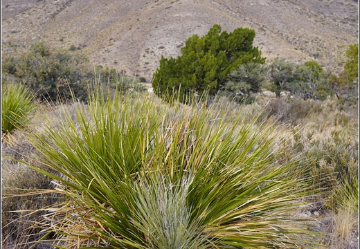Guadalupe Mountains National Park - Texas 050