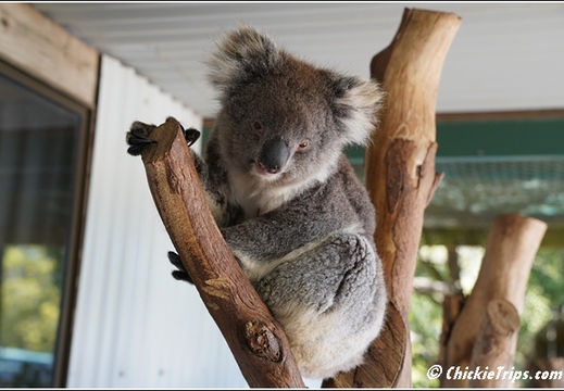 Day 14 - Koala Feeding Tasmanian Devil - Burnie Tasmania Au - Jan 2 012