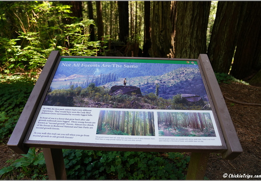 Day 2 - California Redwood National Park 84