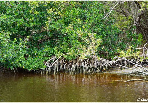 Florida - Everglades National Park 0054