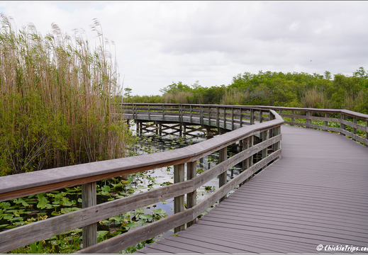Florida - Everglades National Park 0186