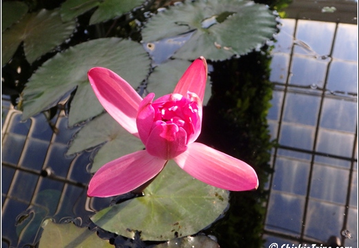 Flowers 049