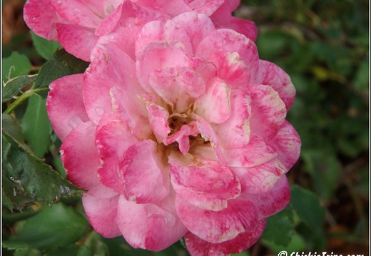 Flowers 004
