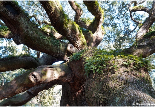South Carolina - Angel Oak Tree Day 6 182